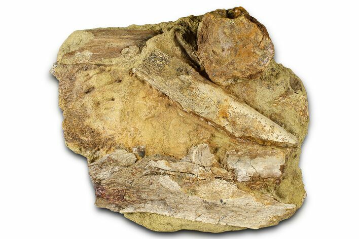 Fossil Dinosaur Bones in Sandstone - Wyoming #370662